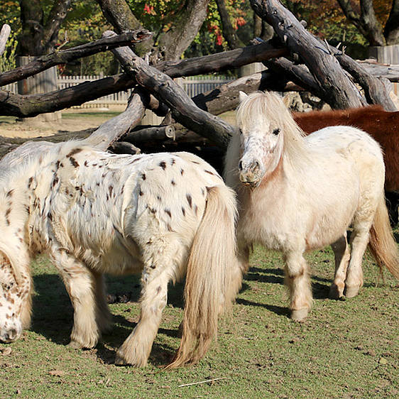 Mini-Appaloosa