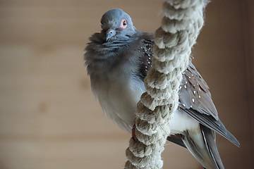 Diamanttäubchen in der Tierwelt Herberstein