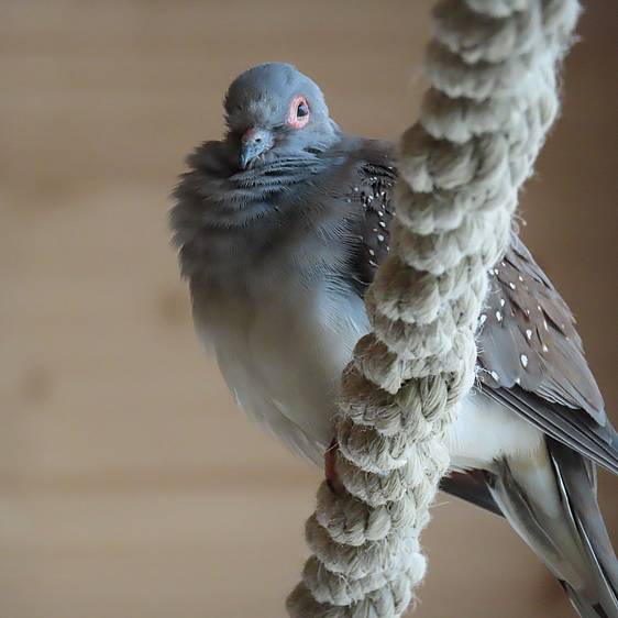 Diamanttäubchen in der Tierwelt Herberstein