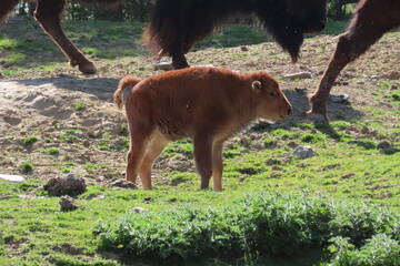 Tierbabys in der Steiermark