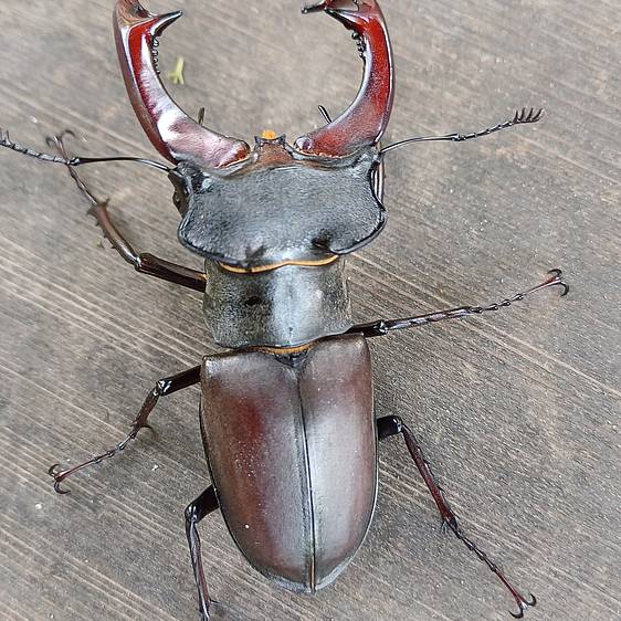 Hirschkäfer in der Tierwelt Herberstein (c) Lattinger