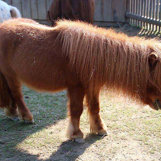 Mini-Appaloosa