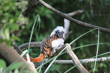 Lisztaffe der Tierwelt Herberstein