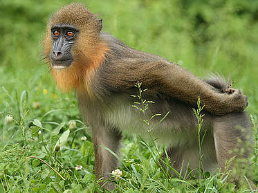 Mandrill in der Tierwelt Herberstein