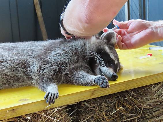 Waschbär bei Untersuchung in der Tierwelt Herberstein