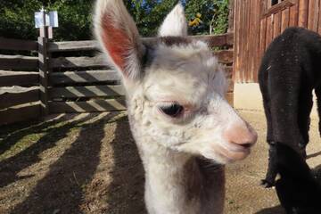 Tierbabys in der Steiermark