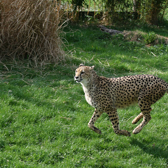 Gepard im Tierpark in der Steiermark