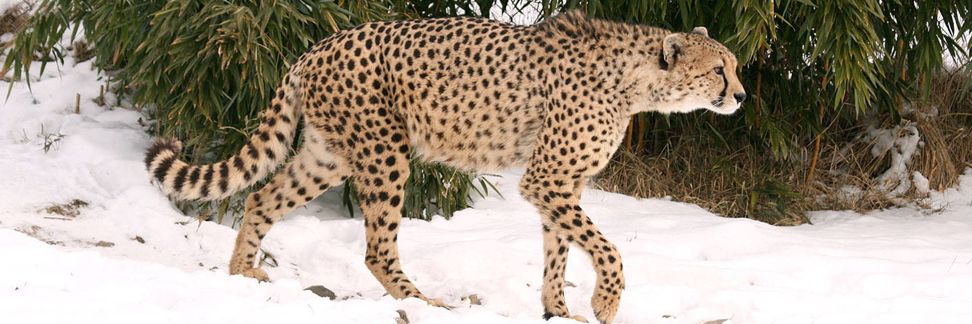 Gepard Winter