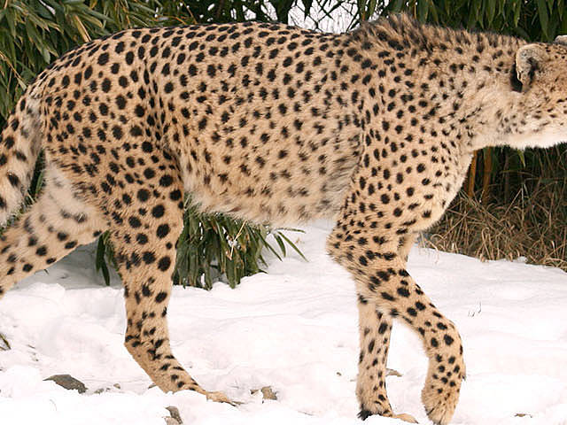 Gepard Winter