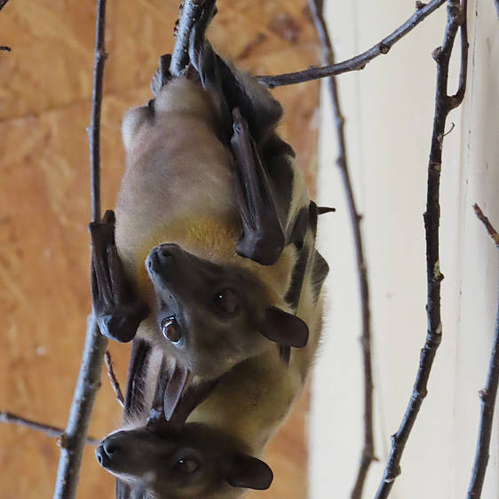 Palmenflughund in der Tierwelt Herberstein