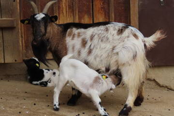 Tierbabys in der Steiermark