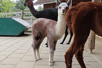 Alpakas mit Jungtier in der Tierwelt Herberstein