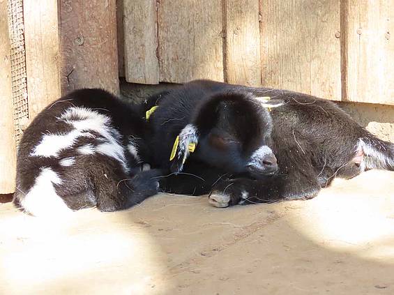 Schlafende Babyziege in der Tierwelt Herberstein