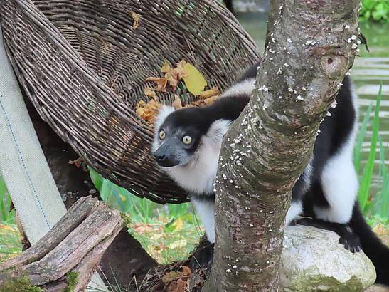 Schwarzweißer Neuzugang der Tierwelt