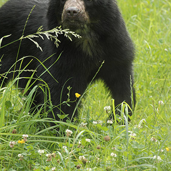 Brillenbär