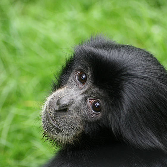 Siamang