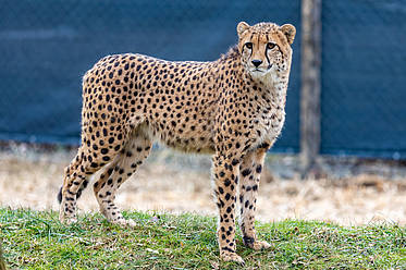 Gepard der Tierwelt Herberstein (c) Harry Schiffer