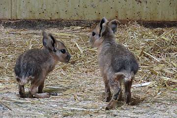 Mara Jungtier in der Tierwelt Herberstein
