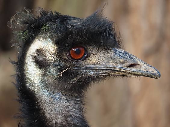Emu in der Tierwelt Herberstein