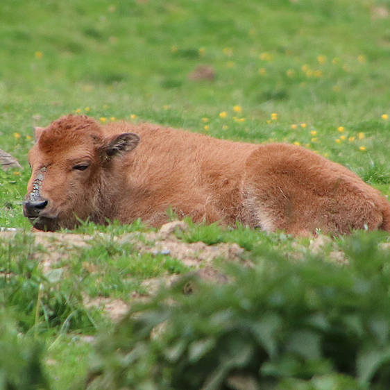 Bison Jungtier in der Tierwelt Herberstein