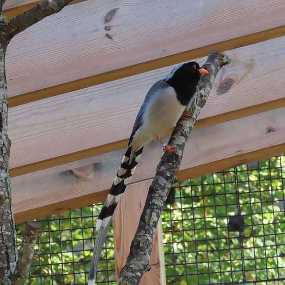 Rotschnabelkitta in der Tierwelt Herberstein