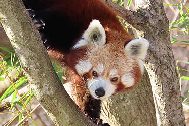 Roter Panda in der Tierwelt Herberstein