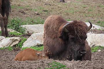 Bisonbaby trinkt bei Mama in der Tierwelt Herberstein