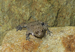 Gelbbauchunke