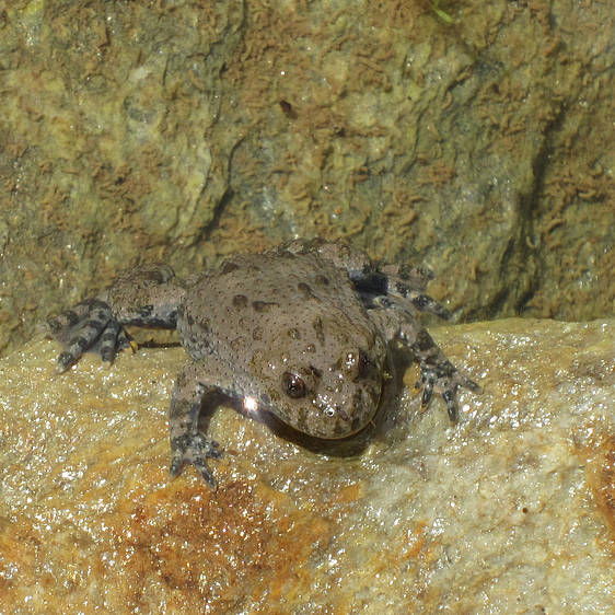 Gelbbauchunke in der Tierwelt Herberstein