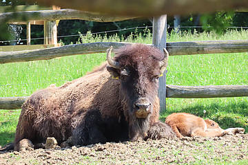 Herzlich willkommen - Bison Nachwuchs in der Tierwelt Herberstein