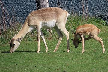 Hirschziegenantilope in der Tierwelt Herberstein