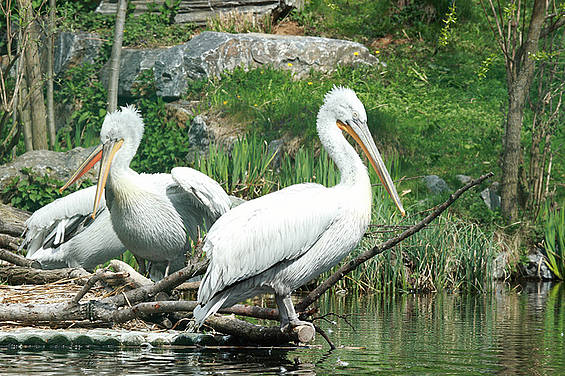 Krauskopfpelikan im kühlen Nass