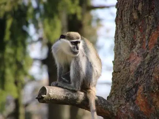 13 affenstarke Katzen