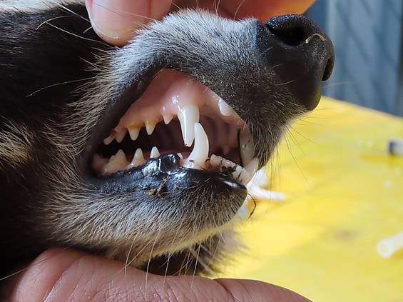 Zähne vom Waschbär in der Tierwelt Herberstein