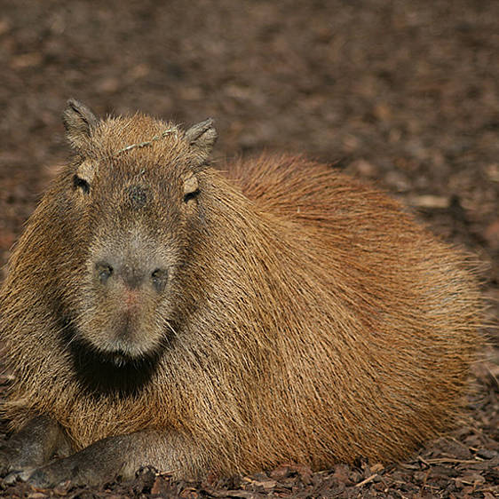 Capybara