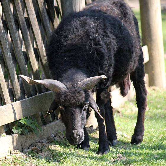 Ungarisches Zackelschaf