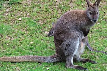 Baby Känguru im Beutel von Mama in der Tierwelt Herberstein