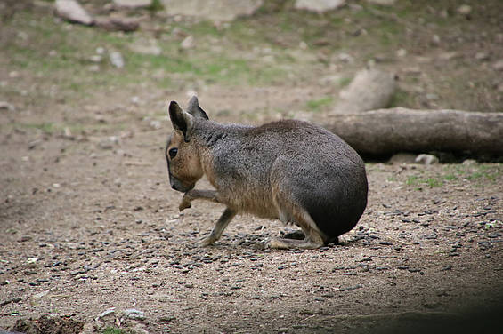 Pampahase in der Tierwelt Herberstein