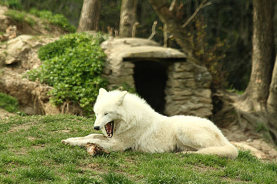 Polarwolf in der Tierwelt Herberstein