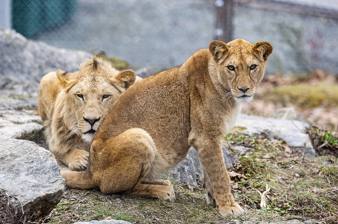 Amira und Caesar in der Tierwelt Herberstein