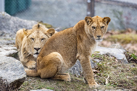 Löwenpaar Amira & Caesar der Tierwelt Herberstein