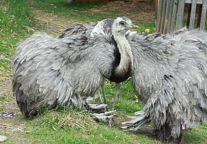 Nandu im Tierpark in der Steiermark