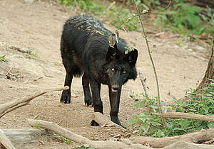 Timberwolf in der Steiermark