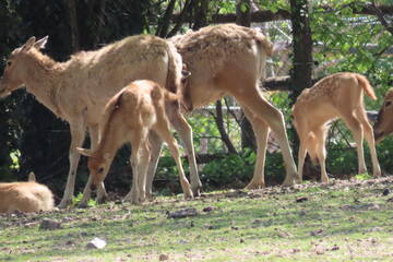 Tierbabys in der Steiermark