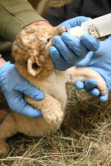 Löwenkind wird in der Tierwelt Herberstein gefüttert