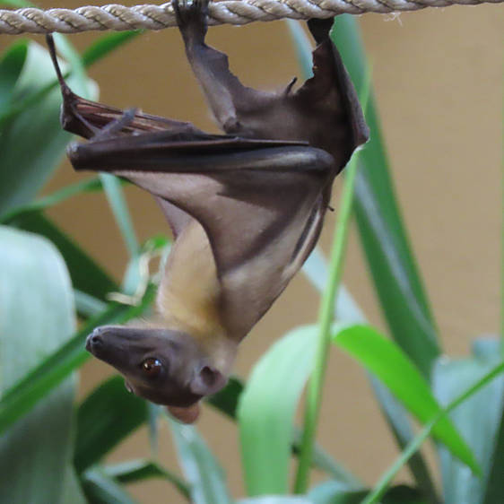 Palmenflughund in der Tierwelt Herberstein