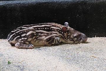 Tapirbaby am Schlafen in der Tierwelt Herberstein