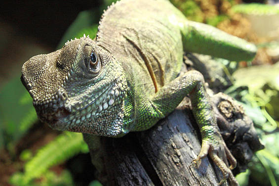 Wasseragame in der Tierwelt Herberstein