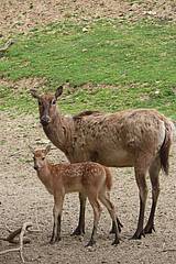 Davidhirsch Jungtier in der Tierwelt Herberstein