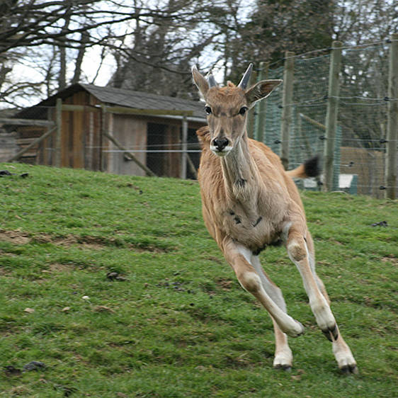 Elenantilope